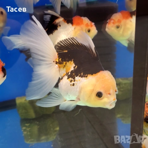 Оранди 10-12см