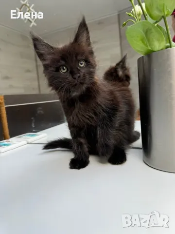 Мейн Кун коте / Maine coon kitten, снимка 3 - Мейн кун - 47652712