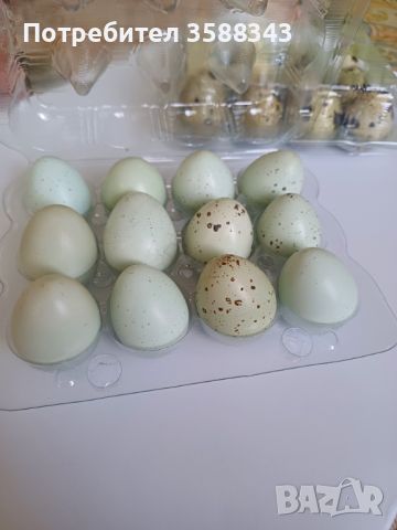 Продавам домашни пъдпъдъчи яйца, снимка 3 - Други животни - 46409451