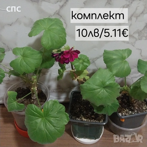 комплект мушкато 