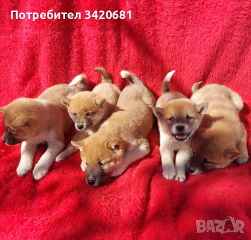 Шиба Ину Shiba iny , снимка 3 - Шиба ину - 48289222