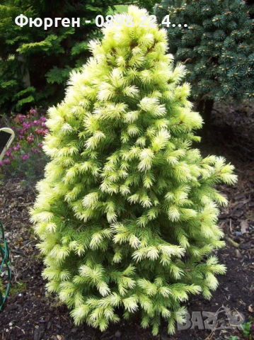 Канадски Смърч ”Дейзи Уайт” / Picea glauca ’Daisy’s White’, снимка 4 - Разсади - 45012798