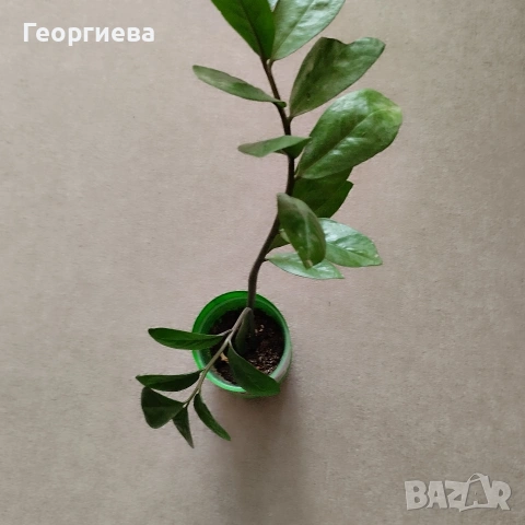 замиокулкас