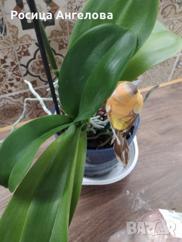 Орхидея pirate picotee, снимка 3 - Стайни растения - 52615200