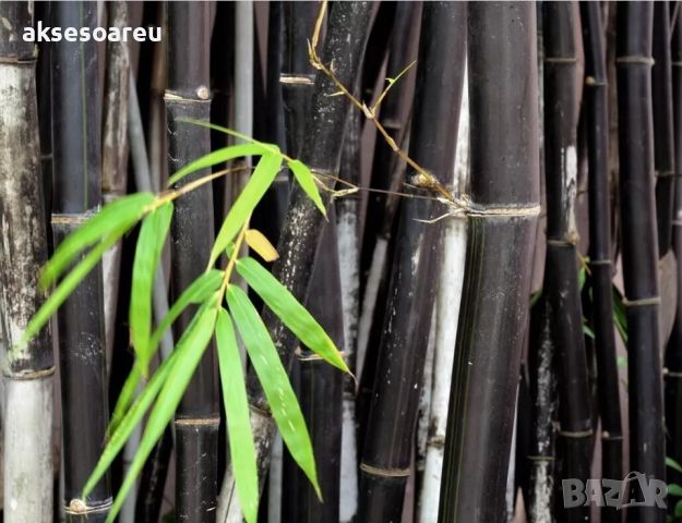 100 бр. бамбукови семена - Phyllostachys nigra - Издръжлив рядък вид вечнозелен черен бамбук, снимка 11 - Сортови семена и луковици - 46470712