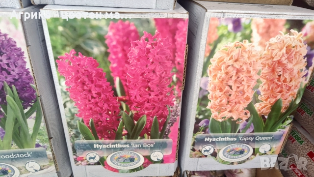 РОЗИ корени НОВО ЗАРЕЖДАНЕ от лицензиран разсадник , снимка 5 - Градински цветя и растения - 42675882