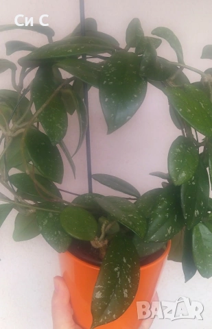 Ароматна 💯 ХОЯ, снимка 3 - Стайни растения - 50780172