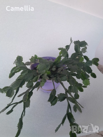 Коледниче, снимка 2 - Стайни растения - 52973649