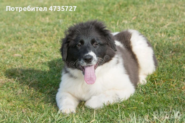 Това е идеалният домашен любимец за вас.