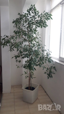 Много красиво дърво над 2 метра