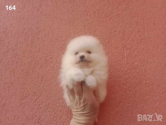 Момчета и момичета. Померани., снимка 2 - Померан - 53485725