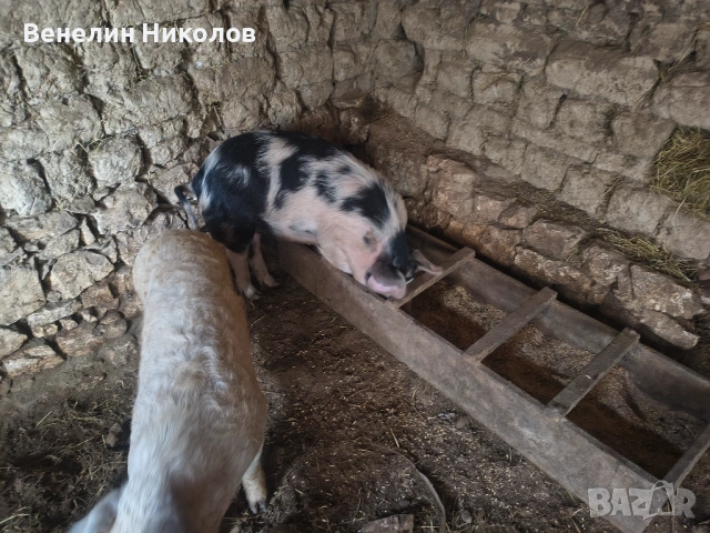 Прасета, снимка 3 - Прасета - 53480787