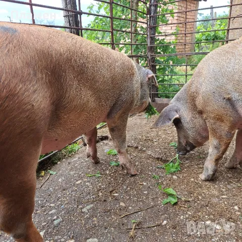 свободно женско прасе, снимка 1