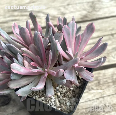 Echeveria hoveyi f. variegata, снимка 2 - Стайни растения - 46975427