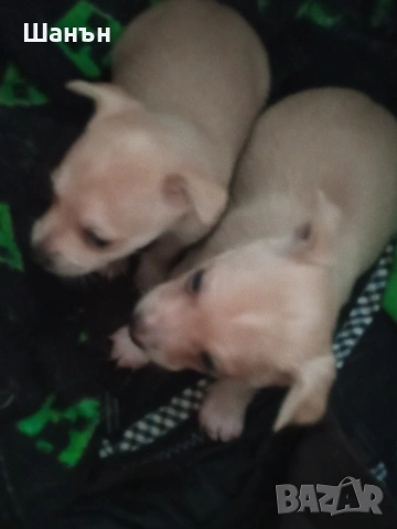 Продавам пинчери