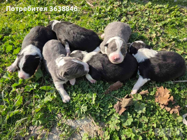 Бордър коли