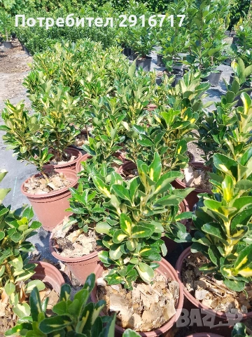 Евонимус Японика ( Euonymus Japonicus), снимка 7 - Градински цветя и растения - 53707686