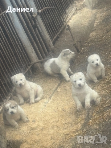 Алабай на 45дни