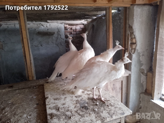 Бели пауни 2025 