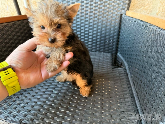 Йоркширски териер Актуално от 11.3.2026