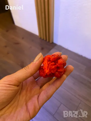 Carolina Reaper Каролина Рипер, снимка 5 - Градински цветя и растения - 47206890