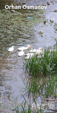 Пекински патици, снимка 3 - Патици и гъски - 52678040