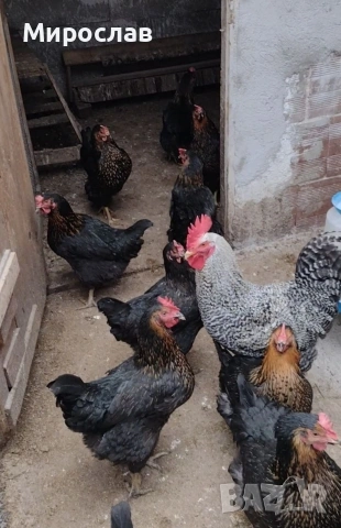 Оплодени яйца от СУПЕР ХАРКО