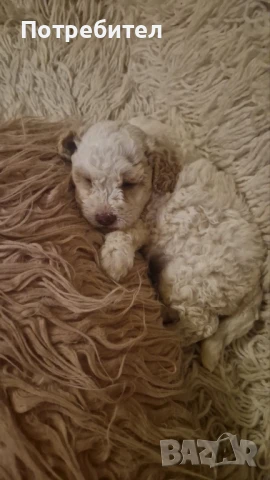 Бебета лагото, снимка 1