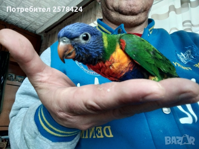 Продавам ръчно хранено многоцветно Лори