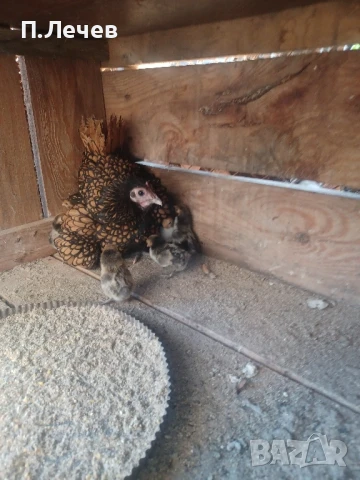 Зибрайт , снимка 6 - други­ - 51337633