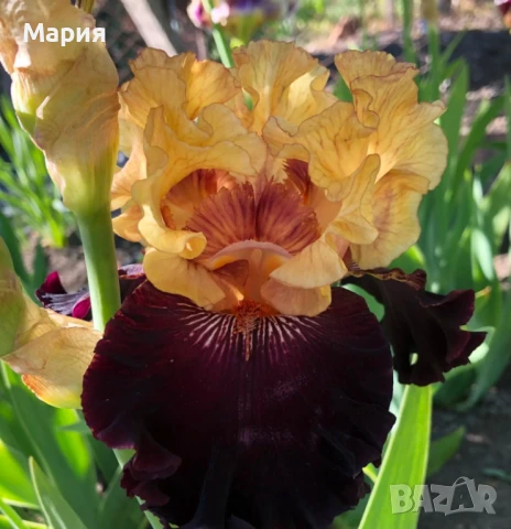 Сортови вискоки ириси /брадати ириси/обикновенни ириси, снимка 15 - Градински цветя и растения - 50578301