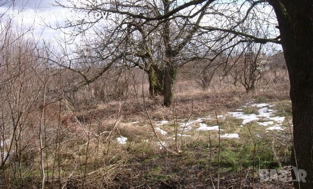 Къща за продажба в Сърнец, област Добрич, снимка 8 - Къщи - 53656508