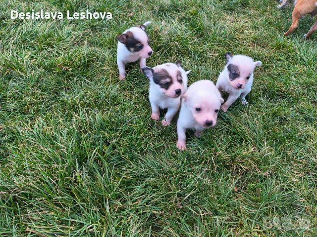 Тези малки сладури си търсят дом :), снимка 4 - Чихуахуа - 53519919