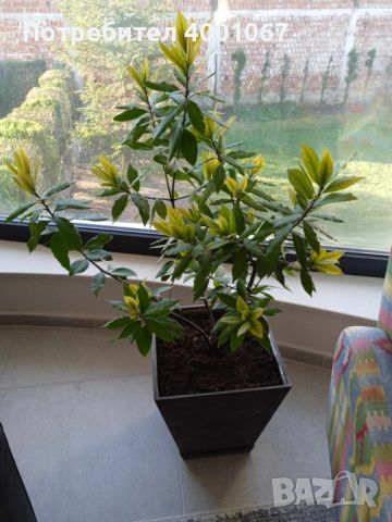 дафиново дръвче, снимка 6 - Стайни растения - 45125529