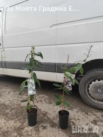 Клематис 2 сорта , снимка 6 - Градински цветя и растения - 49762083