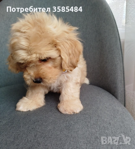 Shih poo/Mini poodle , снимка 11 - Пудели - 54096771