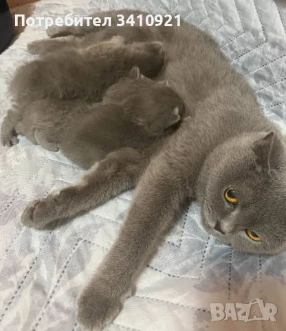 шотландски клепоухи котета, снимка 2 - Британска късокосместа - 49946007