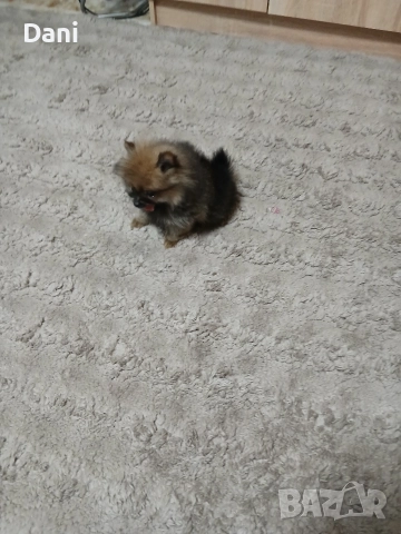 Mini Pomeran, снимка 10 - Померан - 52793701