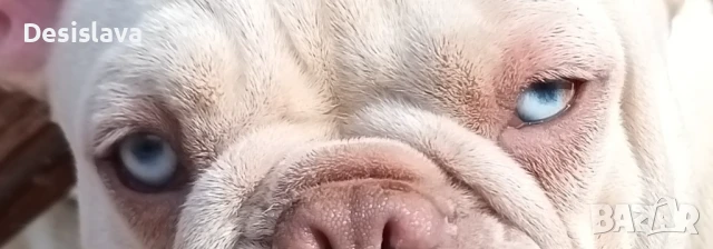 Френски булдози , снимка 5 - Френски булдог - 50981628