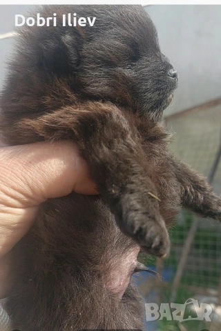 Продава се мини Померан