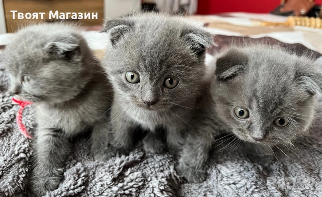 Малки шотландски клепоухи пухкави съкровища търсят своя нов дом! 🐾, снимка 4 - Британска късокосместа - 53889145