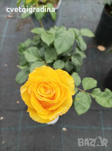Rosa whelou жълта роза, снимка 2 - Градински цветя и растения - 45842015