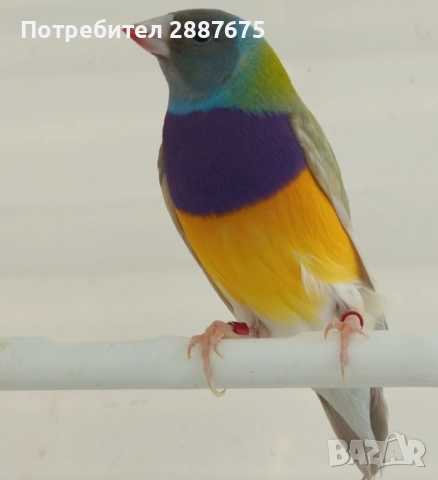 Гулдови амадини