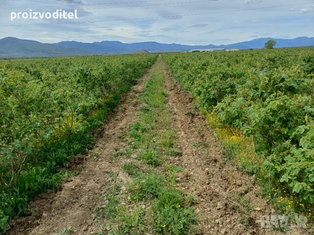 Набирам розоберачи, снимка 6 - Други оферти за работа - 53737419