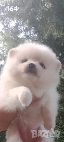 Померани. Белички. Реални снимки !!!, снимка 4 - Померан - 52926285