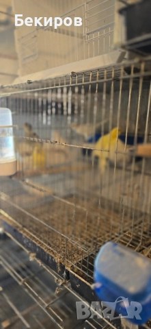 продавам канари , снимка 17 - Канари - 48365197