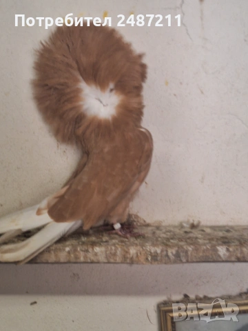 Яканли 17 бр., снимка 5 - Гълъби - 54013085