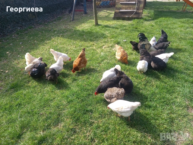 Продавам кокошки 