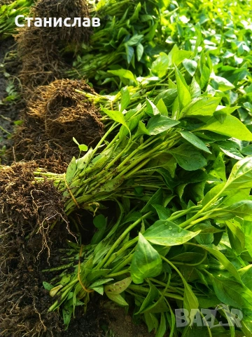 Готов разсад домати краставици тиквички ягоди, снимка 3 - Разсади - 54039880