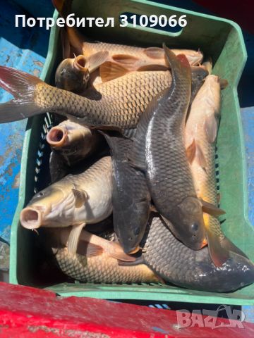 производител продава жива риба - шаран и каракуда, снимка 3 - Други животни - 45190177